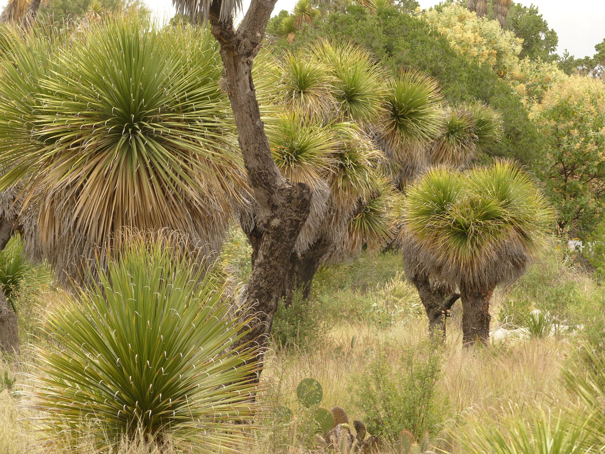 Nolina parviflora
